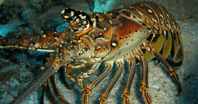 The spiny lobster is an ecologically significant and commercially lucrative species in the Caribbean Sea and the Gulf of Mexico. A worm discovered by a Clemson University scientist is affecting its reproductive performance. CREDIT: Clemson University College of Science
