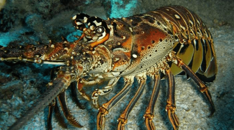 The spiny lobster is an ecologically significant and commercially lucrative species in the Caribbean Sea and the Gulf of Mexico. A worm discovered by a Clemson University scientist is affecting its reproductive performance. CREDIT: Clemson University College of Science
