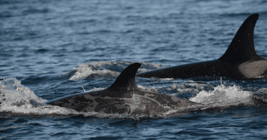 Scientists from SeaDoc Society, a UC Davis veterinary program, are concerned about gray patches observed on the skin of endangered southern resident killer whales. CREDIT: Joe Gaydos, UC Davis
