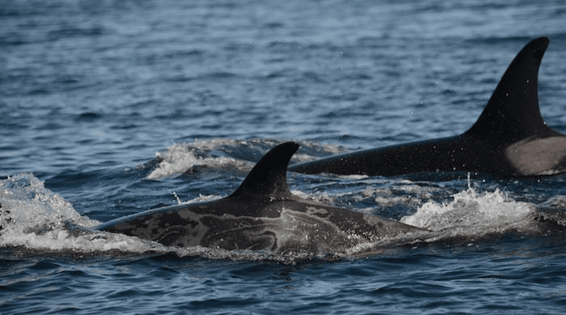Scientists from SeaDoc Society, a UC Davis veterinary program, are concerned about gray patches observed on the skin of endangered southern resident killer whales. CREDIT: Joe Gaydos, UC Davis