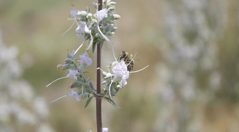 A honey bee visits a white sage plant. Researchers have shown that pollination by honey bees, which are not native to the Americas, produces offspring of considerably inferior quality (lower fitness) than offspring resulting from native pollinators. CREDIT: Dillon Travis