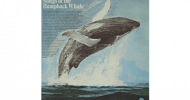 Cover of Roger Payne's Songs of the Humpback Whale. Credit: CRM Records, Wikipedia Commons