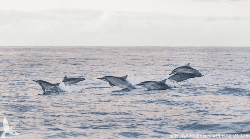 Dolphins at the ocean's surface. NOAA Fisheries Permit #21476 Credit: Marine Mammal Research Program.