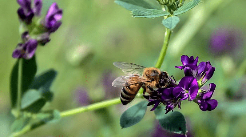 Honey bees are more faithful to their flower patches than bumble bees when it comes to returning to collect more pollen and nectar. Photo credit: Fabiana Fragoso.
