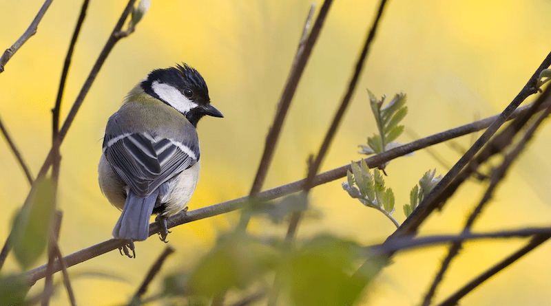 great tit bird