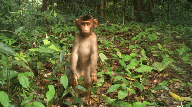 Pig-tailed macaque baby Malaysia CREDIT: Ecological Cascades Lab