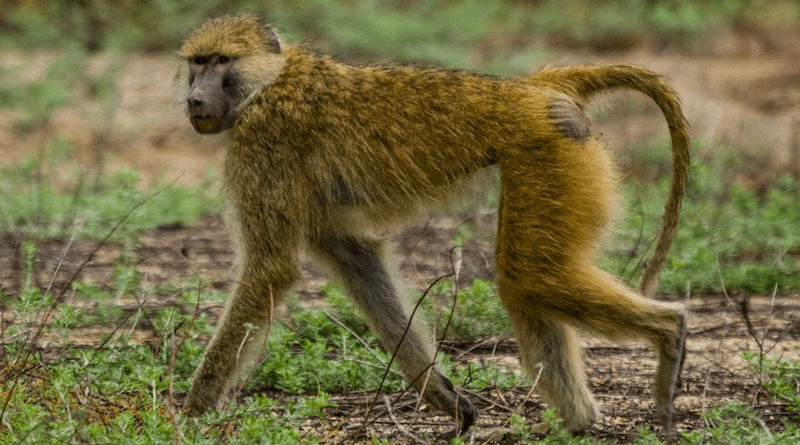 Baboon in western Tanzania, here at Mahale Mountains National Park, have received genetic input from three lineages. Photo: Yvonne de Jong and Tom Butynski