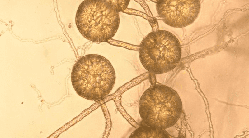 Fungi CREDIT: University of Sheffield