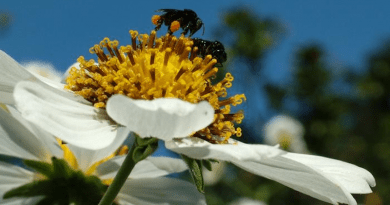 Two Trigona stingless bees collecting pollen CREDIT: Cristiano Menezes