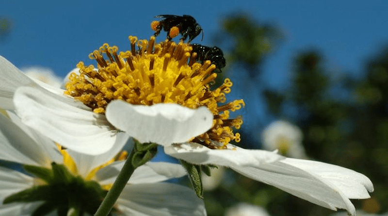Two Trigona stingless bees collecting pollen CREDIT: Cristiano Menezes