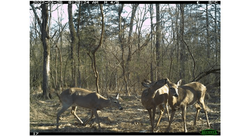 A wildlife camera captures deer practicing allogrooming — grooming one another to get places that they can’t reach on their own. During allogrooming, deer may eat ticks that contain CWD-infested blood. Submitted photo CREDIT: University of Wisconsin–Madison
