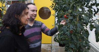 Adjunct Assistant Professor at BTI Carmen Catalá and BTI postdoctoral researcher Philippe Nicolas examine tomatoes growing in a BTI greenhouse. CREDIT: BTI
