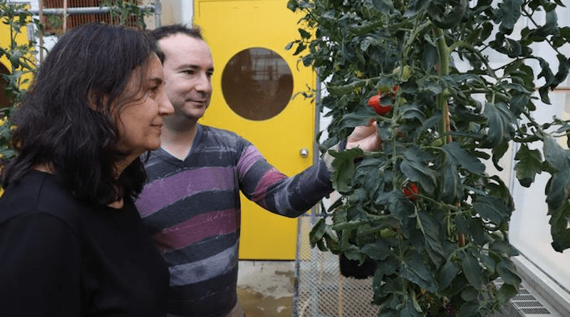 Adjunct Assistant Professor at BTI Carmen Catalá and BTI postdoctoral researcher Philippe Nicolas examine tomatoes growing in a BTI greenhouse. CREDIT: BTI