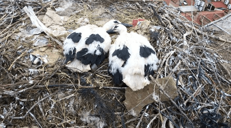White stork nest incorporating plastic CREDIT: Zuzanna Jagiello