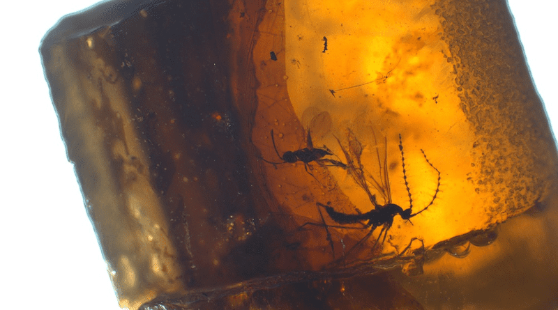 Insects preserved in an amber piece from El Soplao in Cantabria (Spain). Photo: Xavier Delclòs, UB-IRBio
