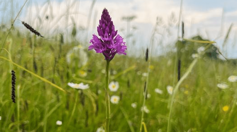 Pyramidal orchid CREDIT: Georgia Keeling, University of Bath