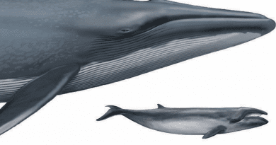 Image of caperea and blue whale, comparison. CREDIT: Carl Buell