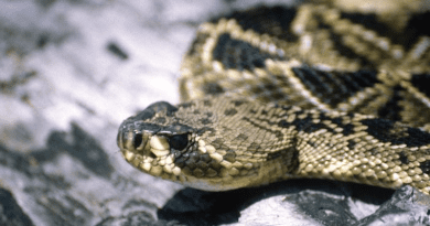 Georgia is home to 7 species of dangerous, venomous snakes, including the Eastern Diamondback shown here. Rising temperatures in the state correlate with higher rates of snakebite, according to a new study in the AGU journal GeoHealth. Credit: Lawrence Wilson CREDIT Lawrence Wilson