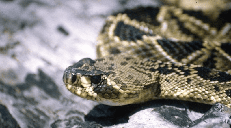 Georgia is home to 7 species of dangerous, venomous snakes, including the Eastern Diamondback shown here. Rising temperatures in the state correlate with higher rates of snakebite, according to a new study in the AGU journal GeoHealth. Credit: Lawrence Wilson CREDIT Lawrence Wilson