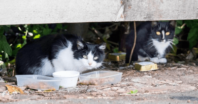 The study suggests that connectivity between cat subpopulations can have a big influence on population dynamics. CREDIT: Ciaran McCrickard/Cats Protection, CC-BY 4.0