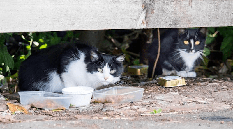 The study suggests that connectivity between cat subpopulations can have a big influence on population dynamics. CREDIT: Ciaran McCrickard/Cats Protection, CC-BY 4.0