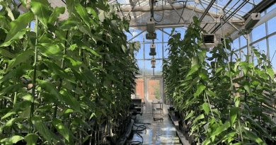 CRISPR-modified poplar trees (l) and wild poplar trees grow in an NC State greenhouse. CREDIT: Chenmin Yang, NC State University