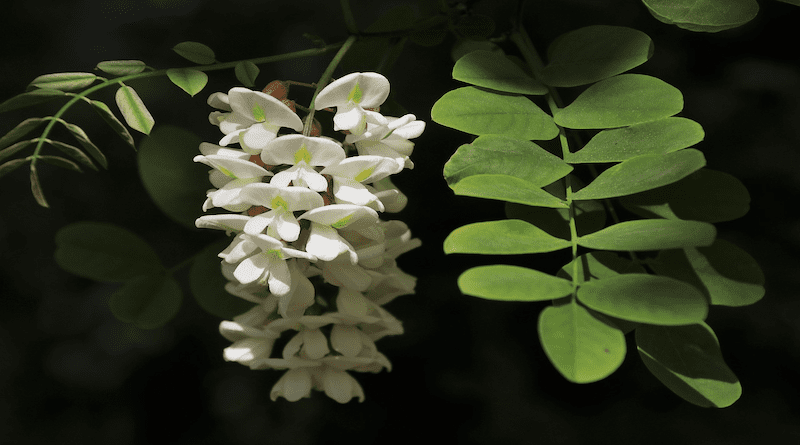 Acacia flower plant