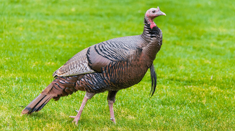 wild turkey bird