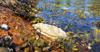 The Pacific oyster has rapidly taken over in the shallow bays of Bohuslän on Sweden’s west coast. Their sharp shells can be an unpleasant surprise for beachgoers. Photo: Youk Greeve
