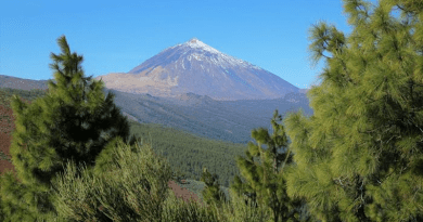 Tenerife's flora has a surprisingly high diversity in terms of forms and functions. In the background: Pico del Teide, Spain's highest mountain at 3715 metres. CREDIT: Holger Kref