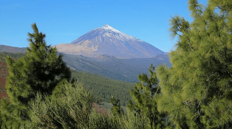 Tenerife's flora has a surprisingly high diversity in terms of forms and functions. In the background: Pico del Teide, Spain's highest mountain at 3715 metres. CREDIT: Holger Kref