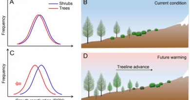 Climate warming mismatches the early cambial phenology between these two life forms (A, C). An earlier cambial phenology may give a competitive advantage to trees over shrubs by increasing growth, carbon gain and improving resource availability, potentially promoting upward treeline shifts (B, D). CREDIT: ©Science China Press