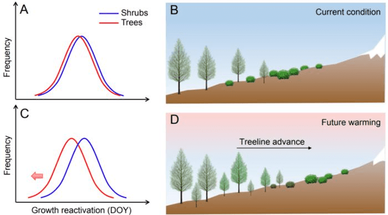 Climate warming mismatches the early cambial phenology between these two life forms (A, C). An earlier cambial phenology may give a competitive advantage to trees over shrubs by increasing growth, carbon gain and improving resource availability, potentially promoting upward treeline shifts (B, D). CREDIT: ©Science China Press