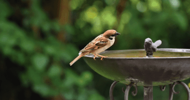 sparrow bird bath