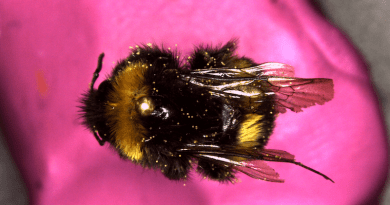 A bumble bee specimen. Credit: Andreas Kolter