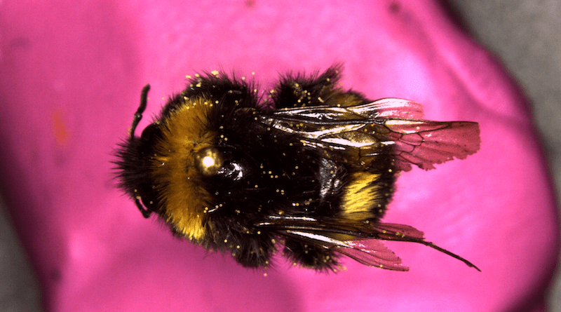 A bumble bee specimen. Credit: Andreas Kolter