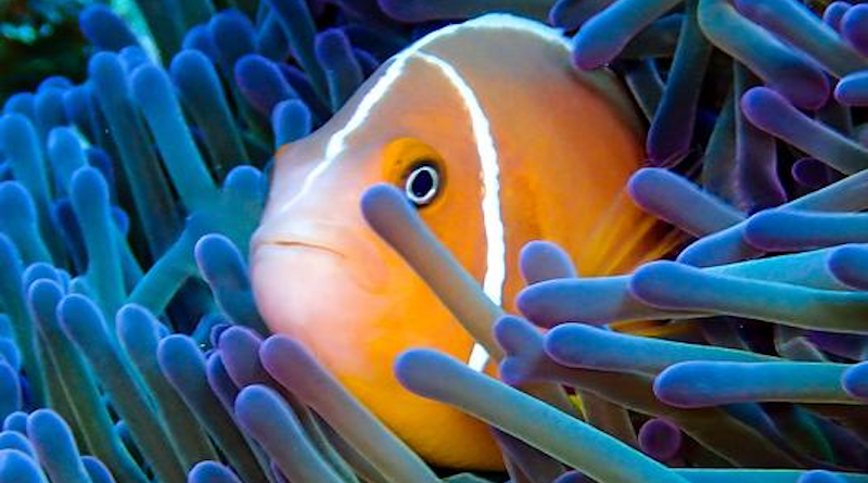 The clownfish Amphiprion perideraion in the sea anemone Heteractis magnifica. Photograph taken by Sara Heim in New Caledonia, OUP