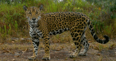 A jaguar takes a self portrait in a camera trap in Belize. CREDIT: Belize Jaguar Team/Virginia Tech