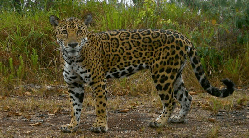 A jaguar takes a self portrait in a camera trap in Belize. CREDIT: Belize Jaguar Team/Virginia Tech