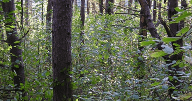 Glossy buckthorn is an invasive species in eastern white pine forests. CREDIT: College of ACES