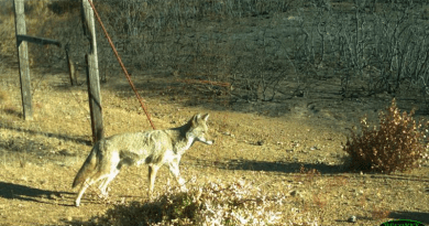A series of motion-sensor camera traps photographed animals returning to UC’s Hopland Research and Extension Center after the Mendocino Complex Fire destroyed much of the area. This coyote was spotted in September 2018, a month after the fire. CREDIT: UC Berkeley photo courtesy Brashares Lab