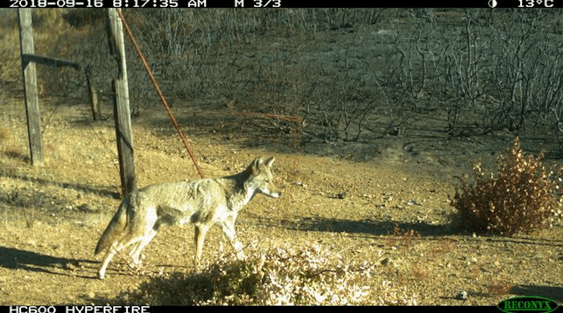 A series of motion-sensor camera traps photographed animals returning to UC’s Hopland Research and Extension Center after the Mendocino Complex Fire destroyed much of the area. This coyote was spotted in September 2018, a month after the fire. CREDIT: UC Berkeley photo courtesy Brashares Lab