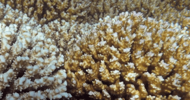 Corals that associate with D. glynnii (right) are at an advantage during extreme heat events compared to corals that associate with C. latusorum (left). CREDIT: David A. Paz-García