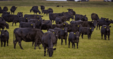 A group of Angus cows and their calves graze at Thompson Research Farm. CREDIT: Photo by Kyle Spradley