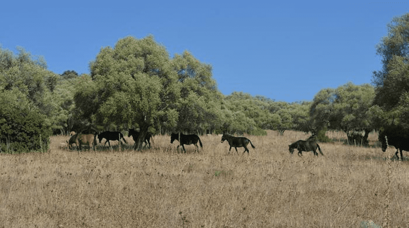 Agricultural landscape dominated by exotic species of European origin (La Honda Creek Preserve, California, U.S.A.). CREDIT: Dr Javier Galán Díaz