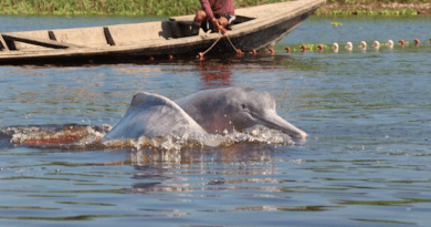 Amazon river dolphins CREDIT: Jose Luis Mena