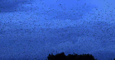 Every evening, bats fly from Kasanka National Park to feed in the surrounding countryside. CREDIT: Christian Ziegler / Max Planck Institute of Animal Behavior