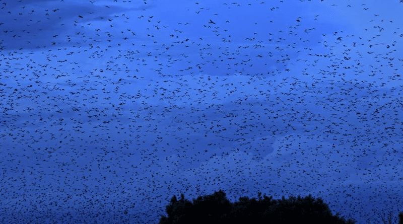 Every evening, bats fly from Kasanka National Park to feed in the surrounding countryside. CREDIT: Christian Ziegler / Max Planck Institute of Animal Behavior