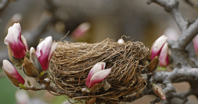 bird nest flower tree