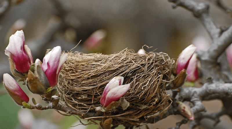 bird nest flower tree